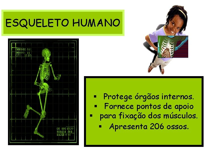 ESQUELETO HUMANO § Protege órgãos internos. § Fornece pontos de apoio § para fixação