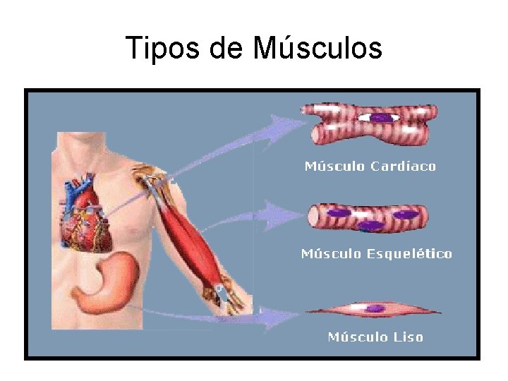Tipos de Músculos 