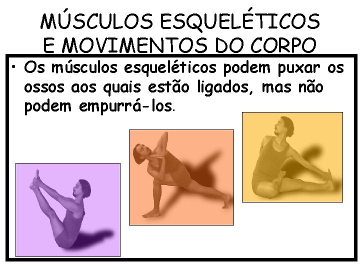 MÚSCULOS ESQUELÉTICOS E MOVIMENTOS DO CORPO • Os músculos esqueléticos podem puxar os ossos