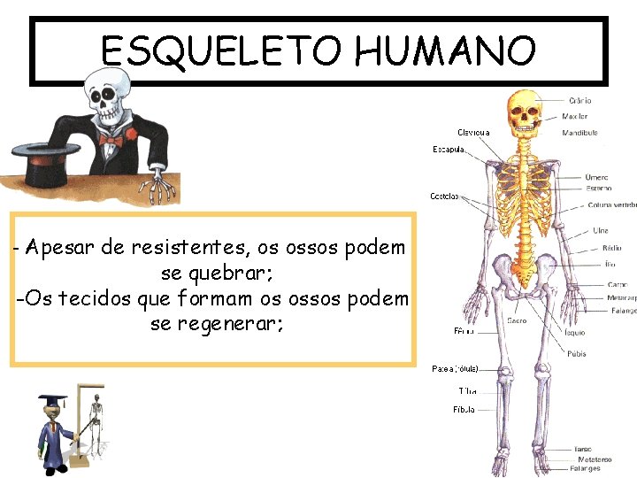 ESQUELETO HUMANO - Apesar de resistentes, os ossos podem se quebrar; -Os tecidos que