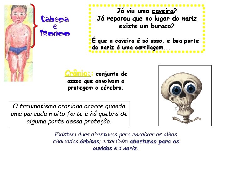 Já viu uma caveira? Já reparou que no lugar do nariz existe um buraco?