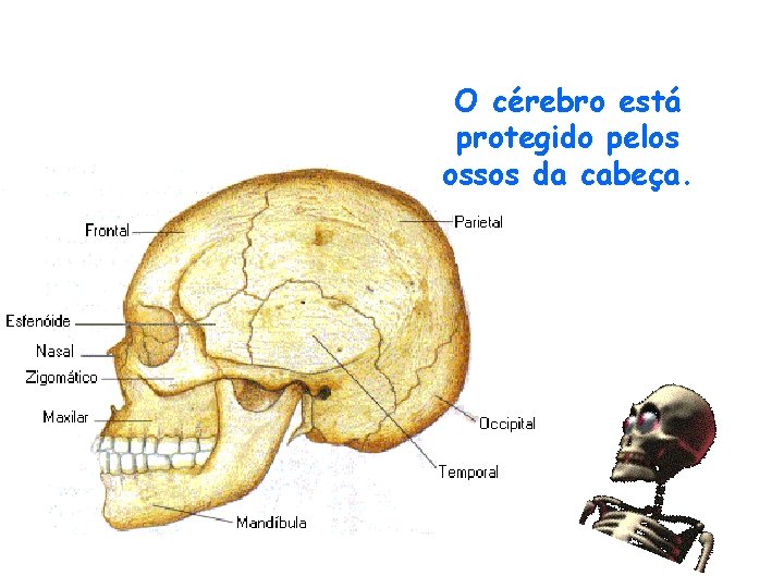 O cérebro está protegido pelos ossos da cabeça. 