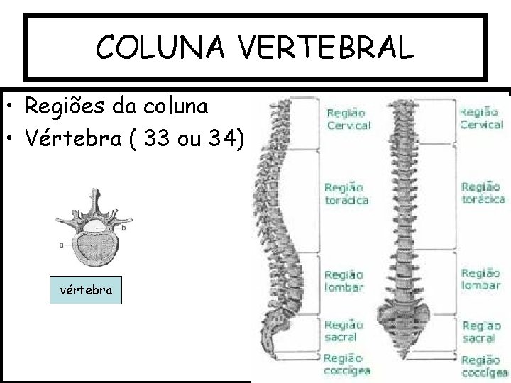 COLUNA VERTEBRAL • Regiões da coluna • Vértebra ( 33 ou 34) vértebra 