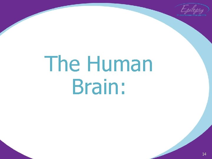 The Human Brain: 14 