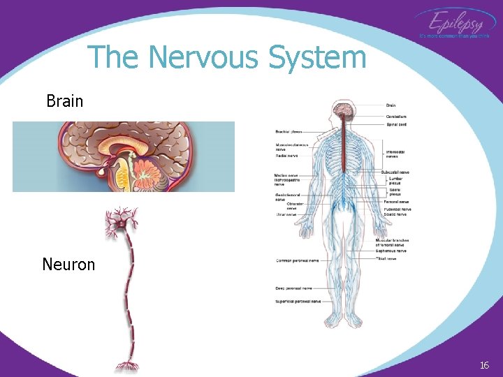 The Nervous System Brain Neuron 16 