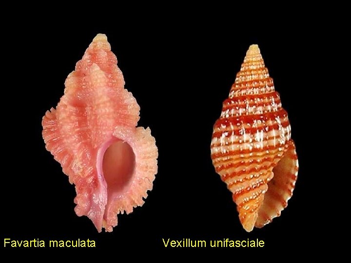 Favartia maculata Vexillum unifasciale 