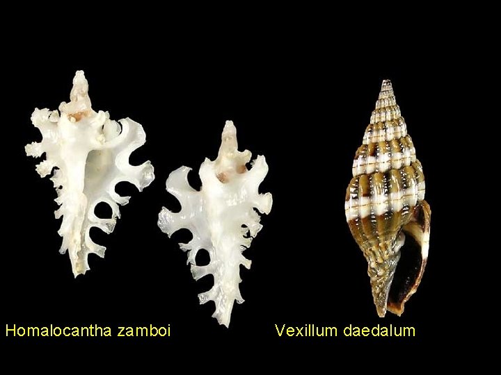 Homalocantha zamboi Vexillum daedalum 