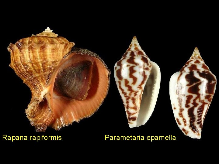 Rapana rapiformis Parametaria epamella 