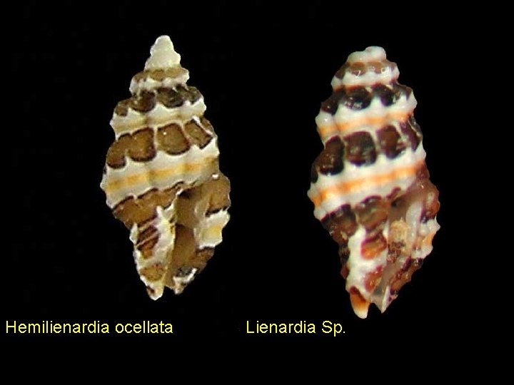 Hemilienardia ocellata Lienardia Sp. 