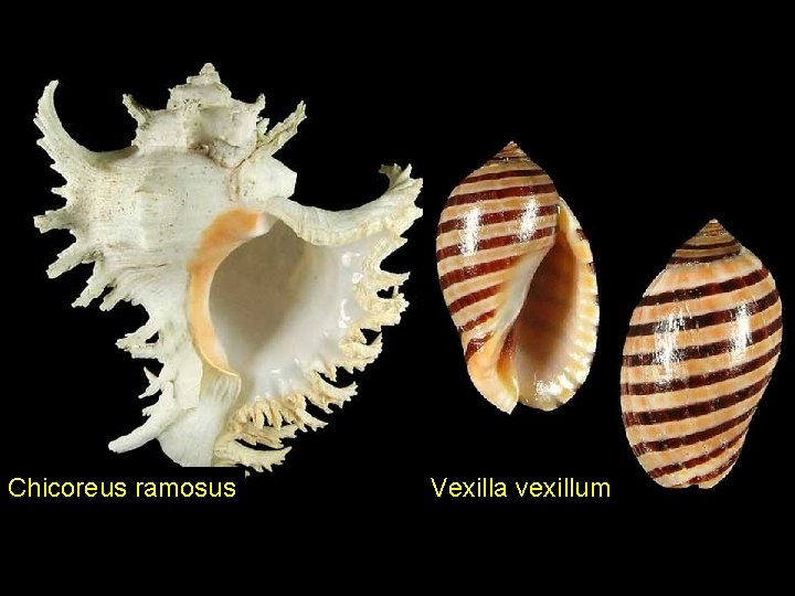 Chicoreus ramosus Vexilla vexillum 