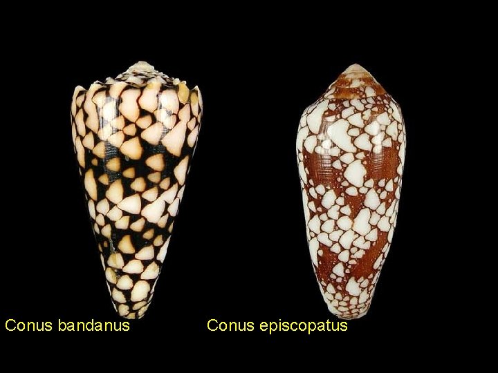 Conus bandanus Conus episcopatus 