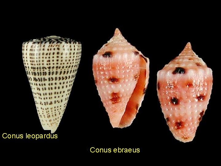 Conus leopardus Conus ebraeus 