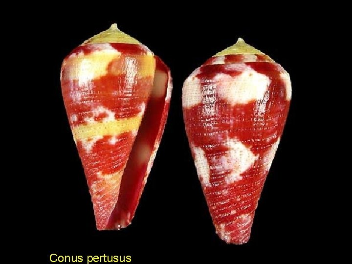 Conus pertusus 