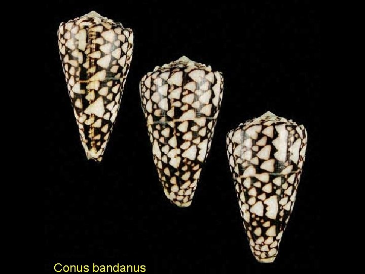 Conus bandanus 