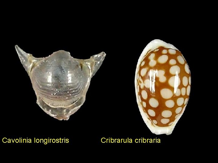 Cavolinia longirostris Cribrarula cribraria 