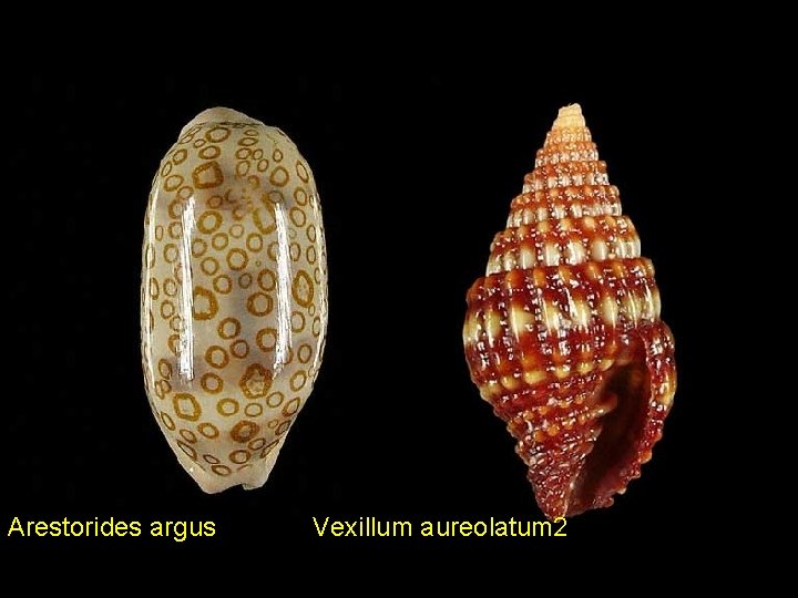 Arestorides argus Vexillum aureolatum 2 