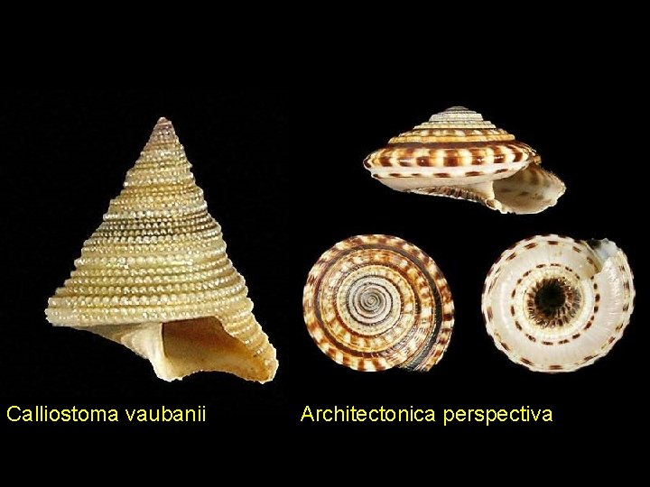 Calliostoma vaubanii Architectonica perspectiva 