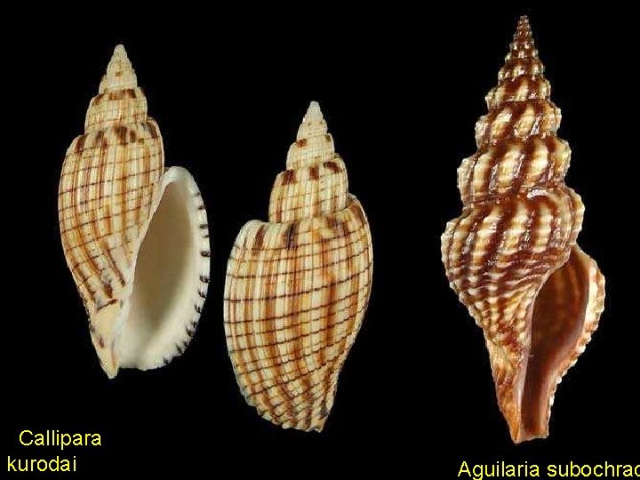 Callipara kurodai Aguilaria subochrac 