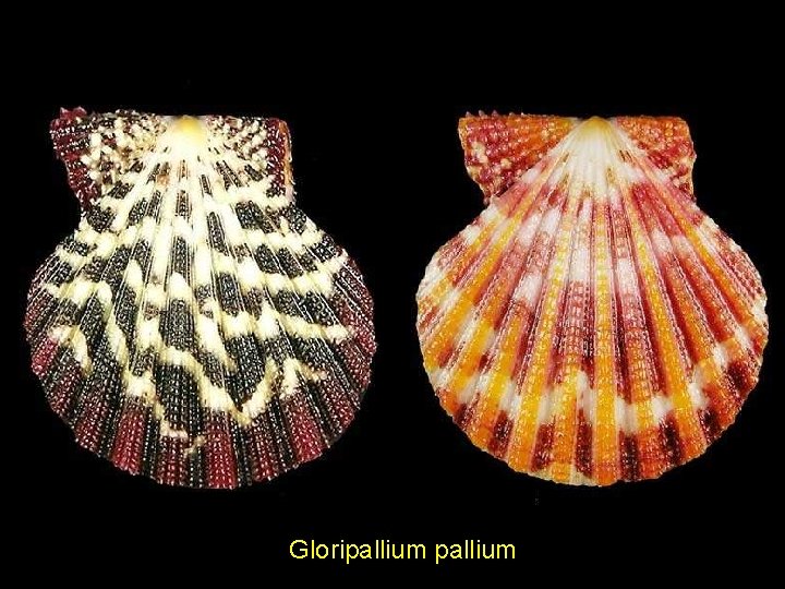 Gloripallium 