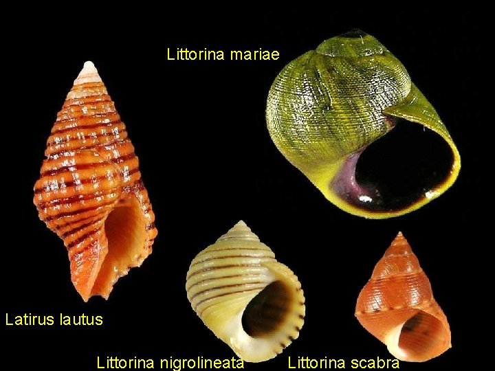 Littorina mariae Latirus lautus Littorina nigrolineata Littorina scabra 