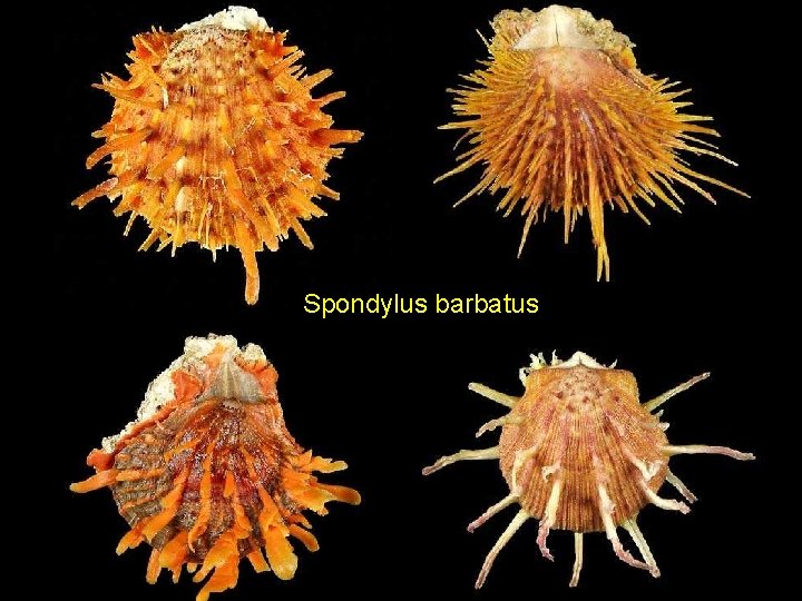 Spondylus barbatus 