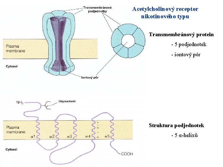 Acetylcholinový receptor nikotinového typu Transmembránový protein - 5 podjednotek - iontový pór Struktura podjednotek