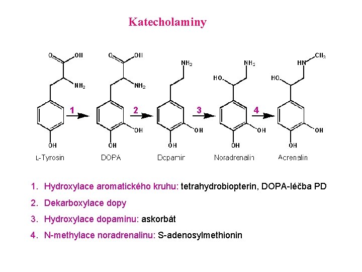 Katecholaminy 1 2 3 4 1. Hydroxylace aromatického kruhu: tetrahydrobiopterin, DOPA-léčba PD 2. Dekarboxylace