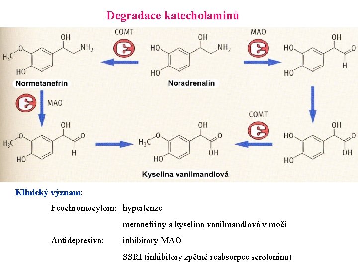 Degradace katecholaminů Klinický význam: Feochromocytom: hypertenze metanefriny a kyselina vanilmandlová v moči Antidepresiva: inhibitory