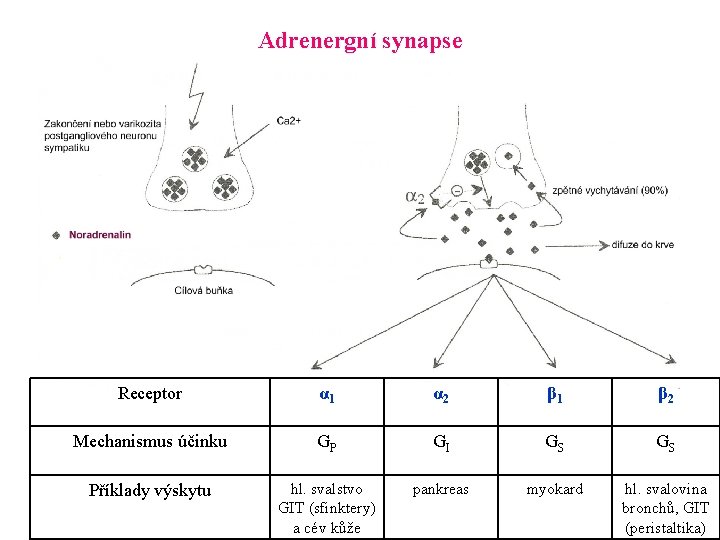 Adrenergní synapse Receptor α 1 α 2 β 1 β 2 Mechanismus účinku GP