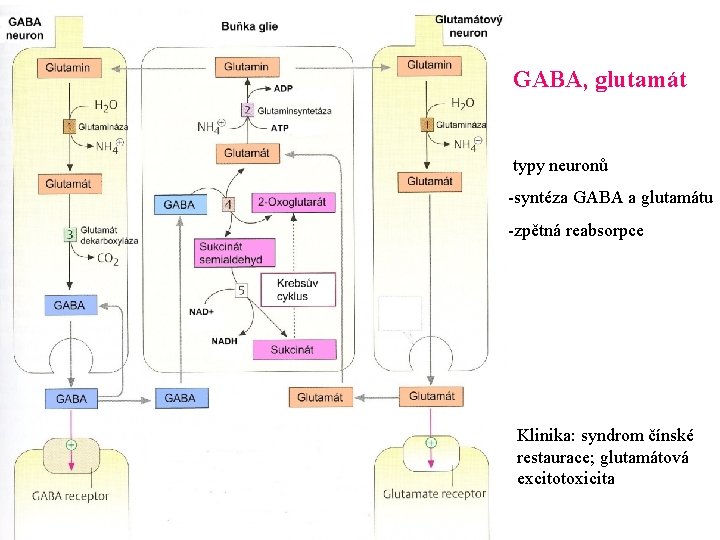 GABA, glutamát 2 typy neuronů -syntéza GABA a glutamátu -zpětná reabsorpce Klinika: syndrom čínské