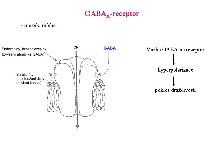 GABAA-receptor - mozek, mícha Vazba GABA na receptor hyperpolarizace pokles dráždivosti 