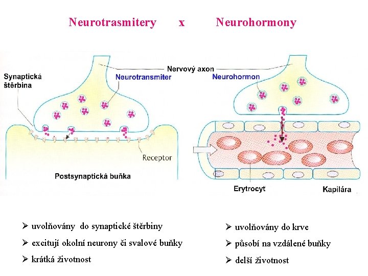 Neurotrasmitery x Neurohormony Ø uvolňovány do synaptické štěrbiny Ø uvolňovány do krve Ø excitují