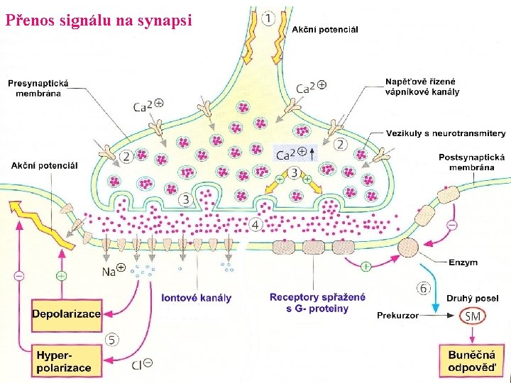 Přenos signálu na synapsi 