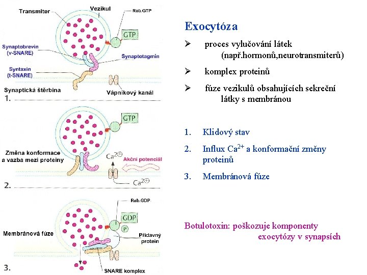 Exocytóza Ø proces vylučování látek (např. hormonů, neurotransmiterů) Ø komplex proteinů Ø fúze vezikulů