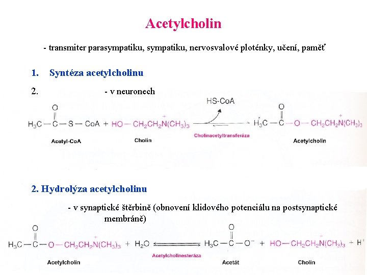 Acetylcholin - transmiter parasympatiku, nervosvalové ploténky, učení, paměť 1. 2. Syntéza acetylcholinu - v