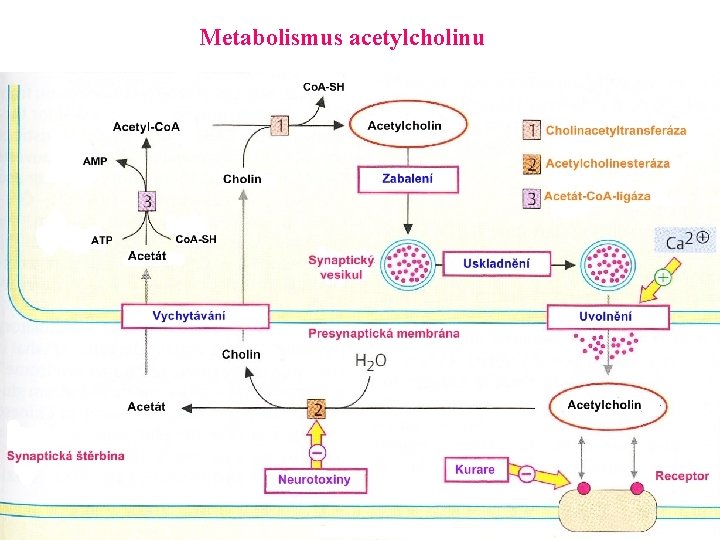 Metabolismus acetylcholinu 