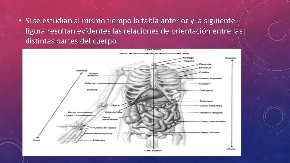  • Si se estudian al mismo tiempo la tabla anterior y la siguiente