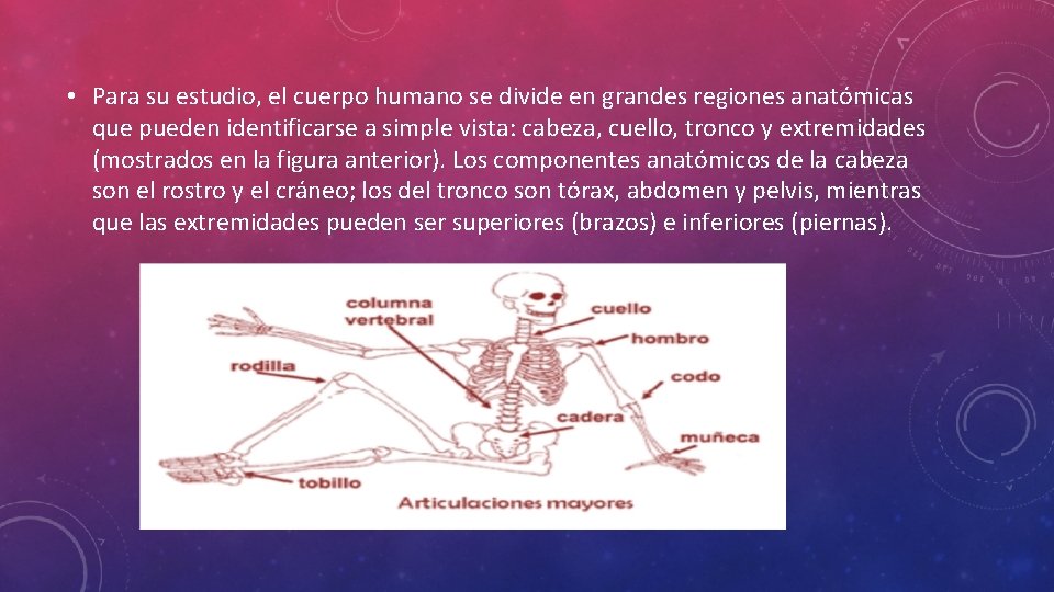  • Para su estudio, el cuerpo humano se divide en grandes regiones anatómicas