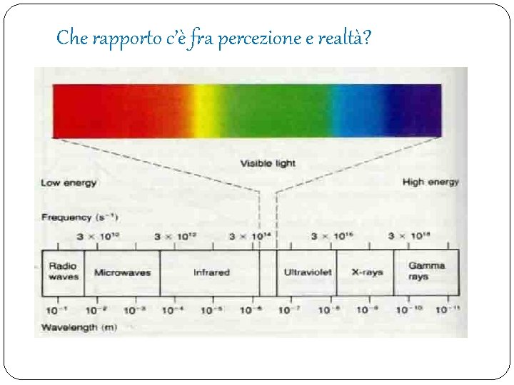 Che rapporto c’è fra percezione e realtà? Che rapporto c’è fra percezione e realtà?