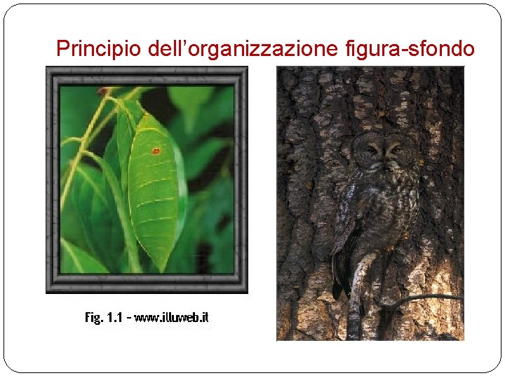 Principio dell’organizzazione figura-sfondo 