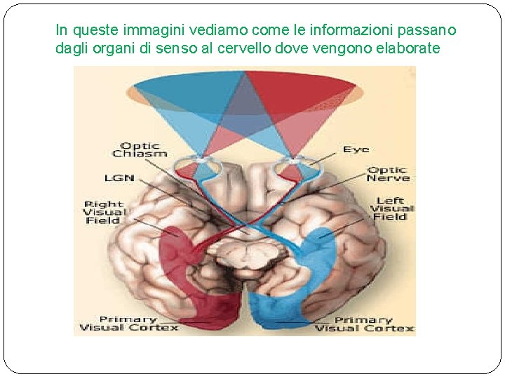 In queste immagini vediamo come le informazioni passano dagli organi di senso al cervello In queste immagini vediamo come le informazioni passano dagli organi di senso al cervello