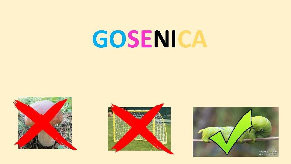 GOSENICA 