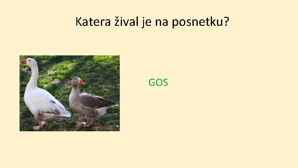 Katera žival je na posnetku? GOS 