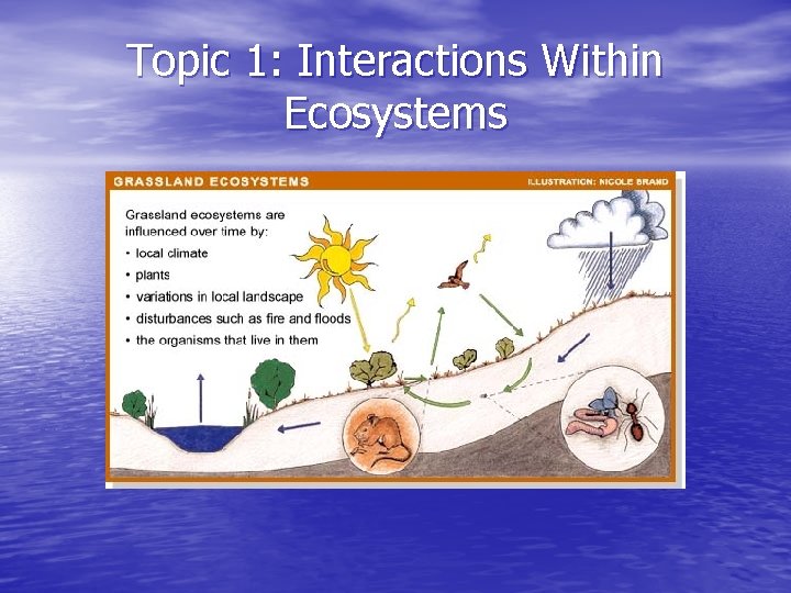 Topic 1: Interactions Within Ecosystems 