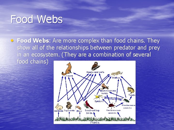 Food Webs • Food Webs: Are more complex than food chains. They show all