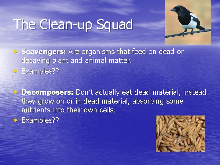 The Clean-up Squad • Scavengers: Are organisms that feed on dead or • decaying The Clean-up Squad • Scavengers: Are organisms that feed on dead or • decaying