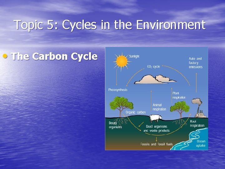 Topic 5: Cycles in the Environment • The Carbon Cycle Topic 5: Cycles in the Environment • The Carbon Cycle