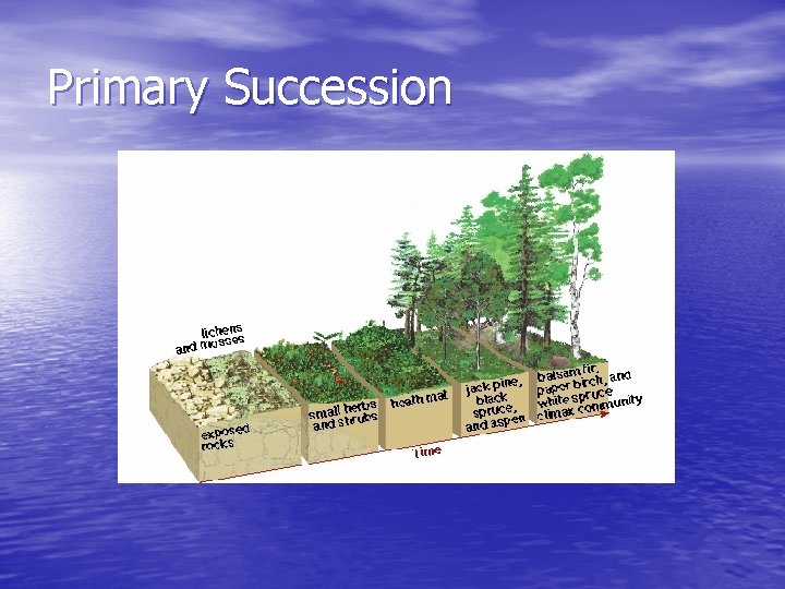 Primary Succession Primary Succession