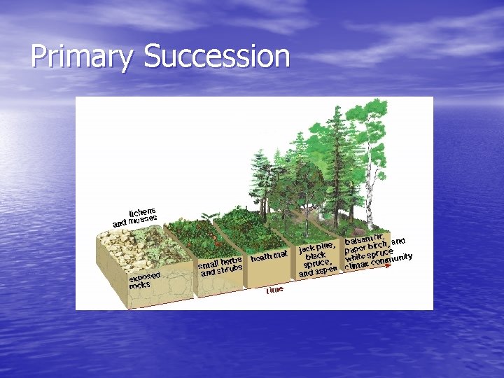 Primary Succession 