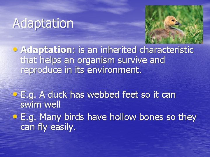 Adaptation • Adaptation: is an inherited characteristic that helps an organism survive and reproduce
